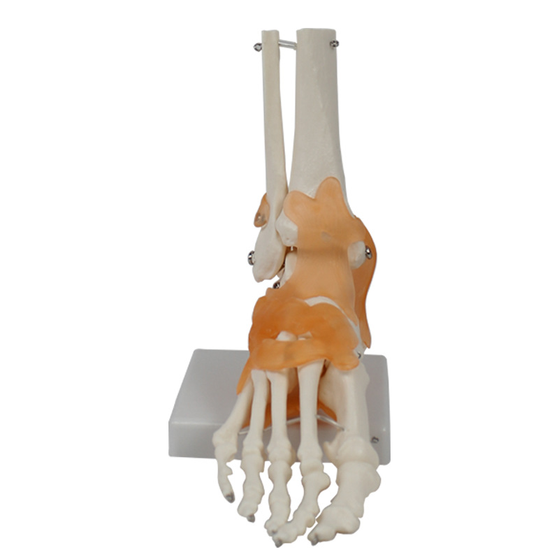 Human Life-size foot joint with ligament