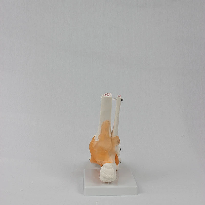 Human Life-size foot joint with ligament