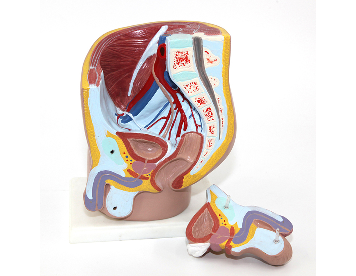 Human Male Reproductive System Male Pelvis Model 2parts
