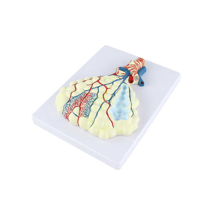 Alveolus Enlarged Teaching Model