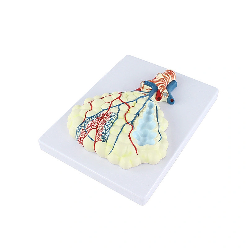 Alveolus Enlarged Teaching Model