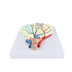 Alveolus Enlarged Teaching Model