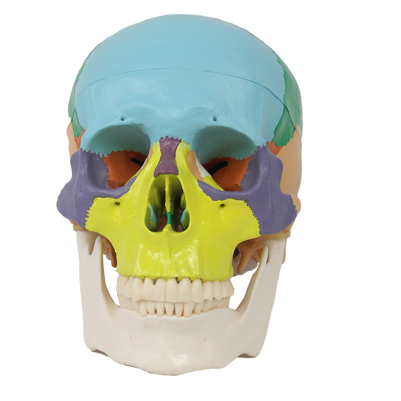 Human Skull Anatomical Model With Colors