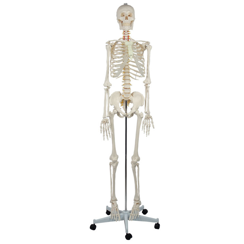 Professional 180cm Life Size Human Skeleton Model with Stand