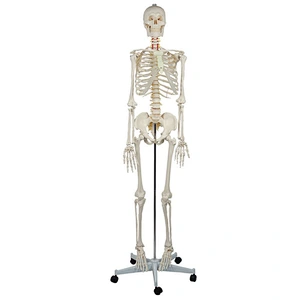 Professional 180cm Life Size Human Skeleton Model with Stand