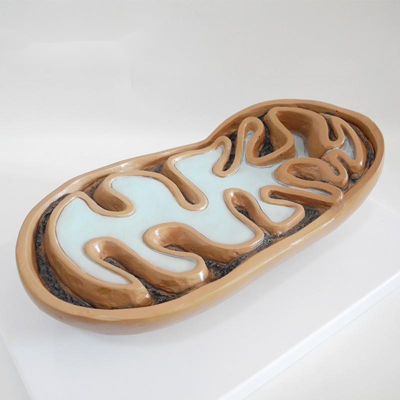 Mitochondria model