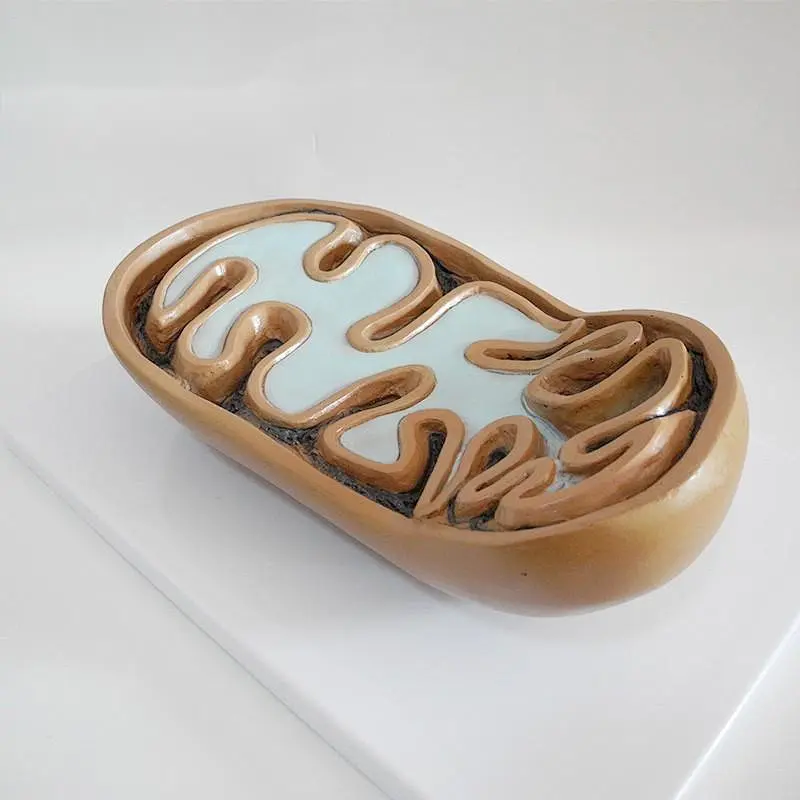 Mitochondria model