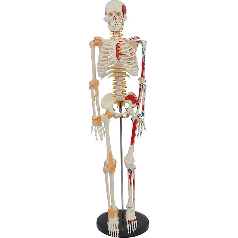 85cm Skeleton with Painted Muscles and ligament