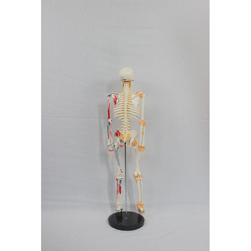 85cm Skeleton with Painted Muscles and ligament