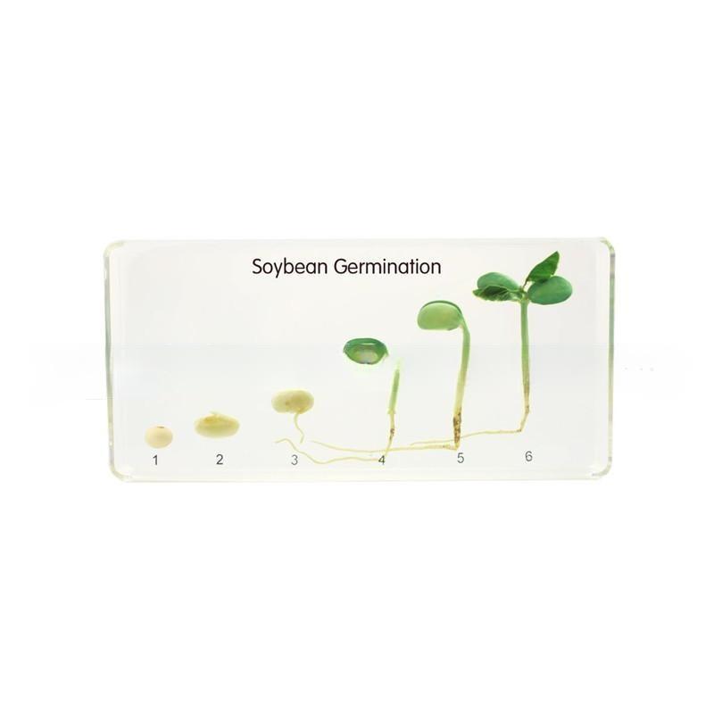 Bean Germination in Acrylic Block Lifecyle of Bean Biology Science Classroom Specimens Block Encased Bean Germination