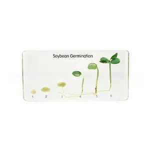 Bean Germination in Acrylic Block Lifecyle of Bean Biology Science Classroom Specimens Block Encased Bean Germination