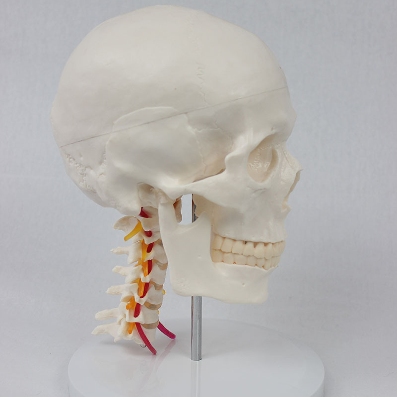 Human Skull Model with Cervical Vertebra and Vessels and Nerves