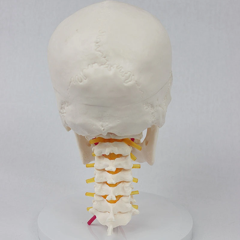Human Skull Model with Cervical Vertebra and Vessels and Nerves