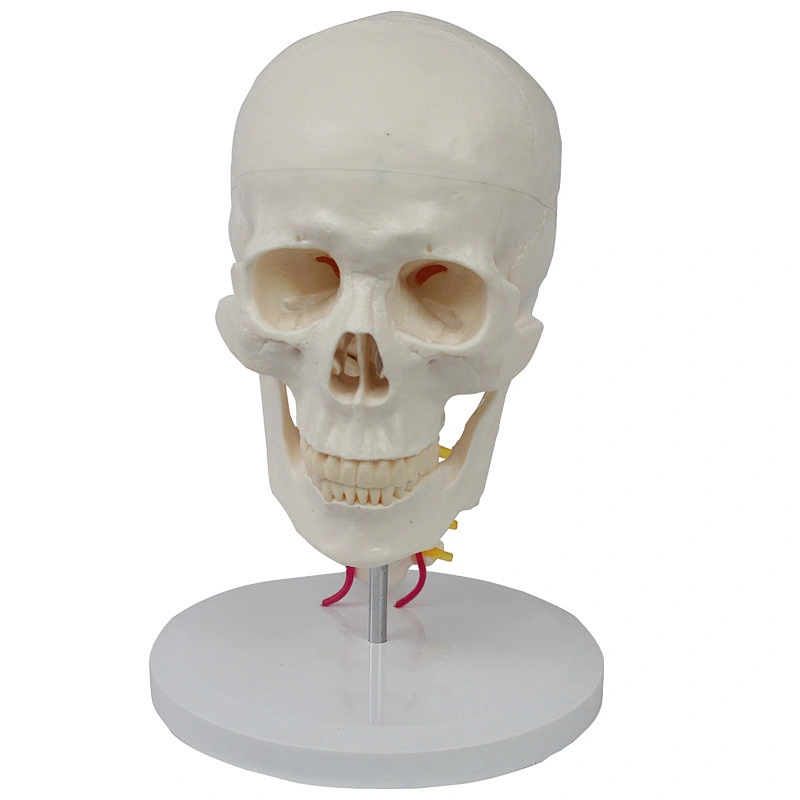 Human Skull Model with Cervical Vertebra and Vessels and Nerves