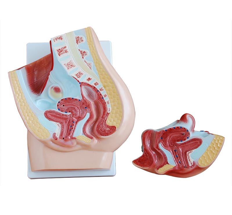 Human Female Pelvis Section 2 Parts