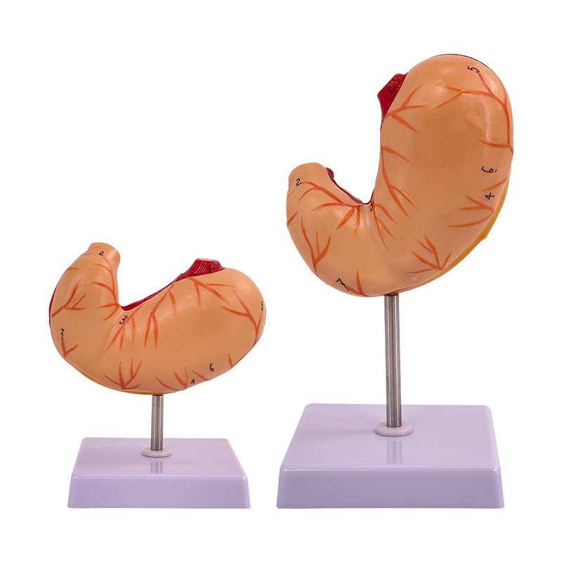 Life Size Anatomy Stomach Model Human Digestive System Organs
