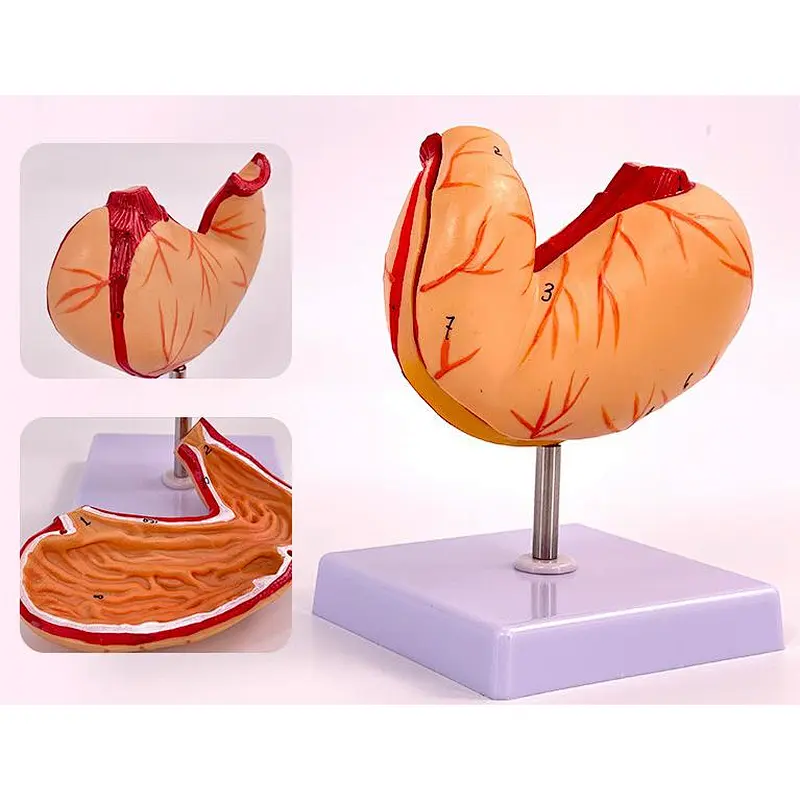 Life Size Anatomy Stomach Model Human Digestive System Organs
