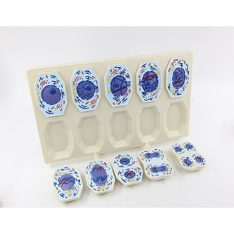 Meiosis Model 10 parts