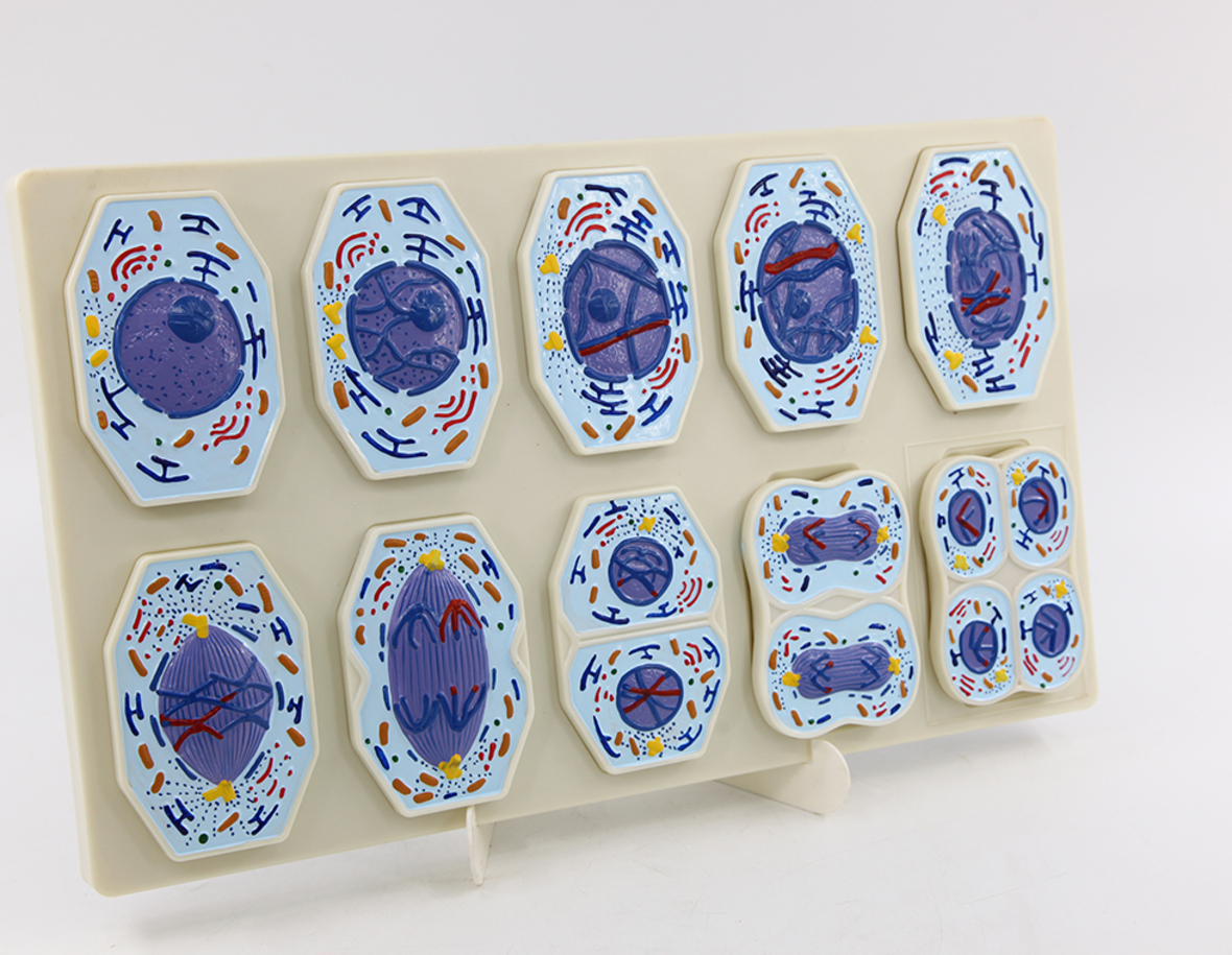 Meiosis Model 10 parts