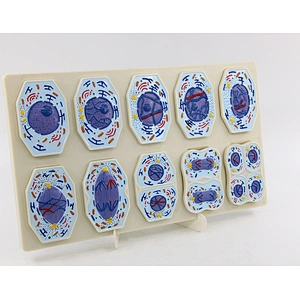 Meiosis Model 10 parts