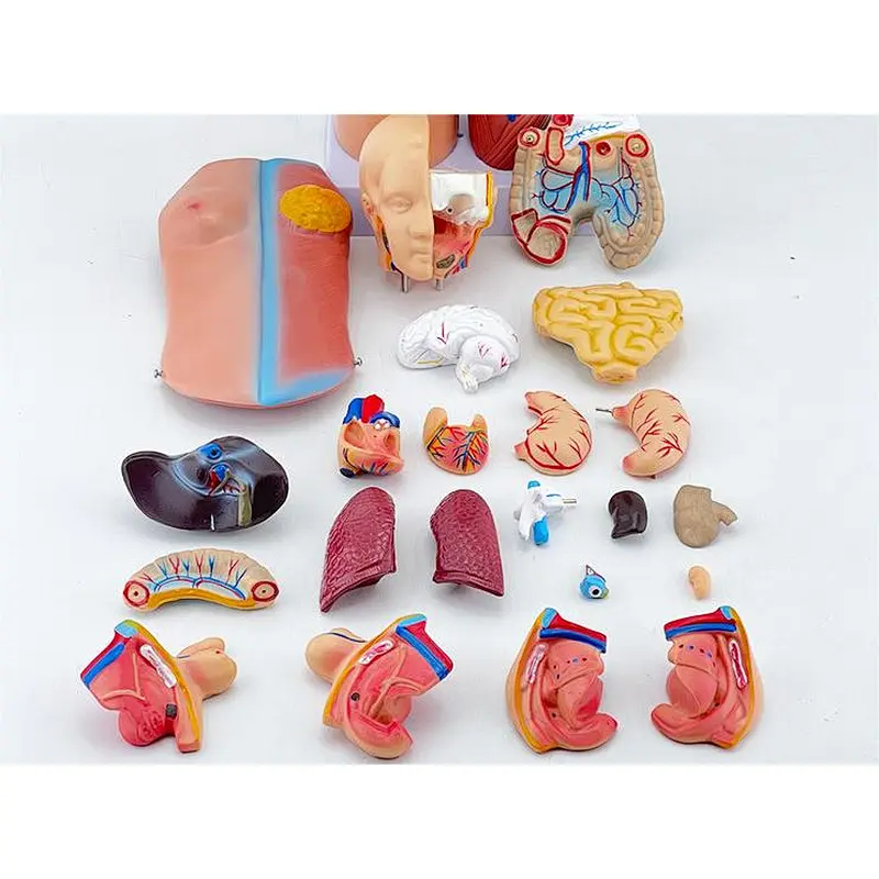 Human Torso Anatomy Model 45cm