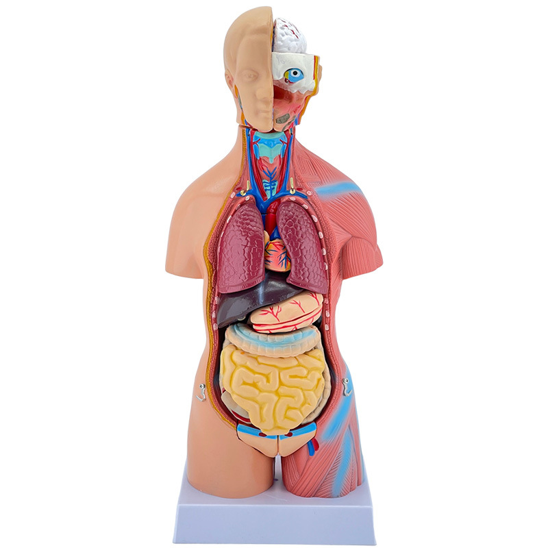 Human Torso Anatomy Model 45cm