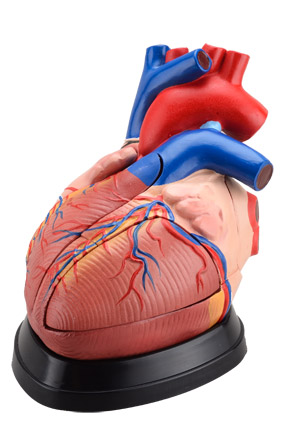 Heart Model  3 times enlarged