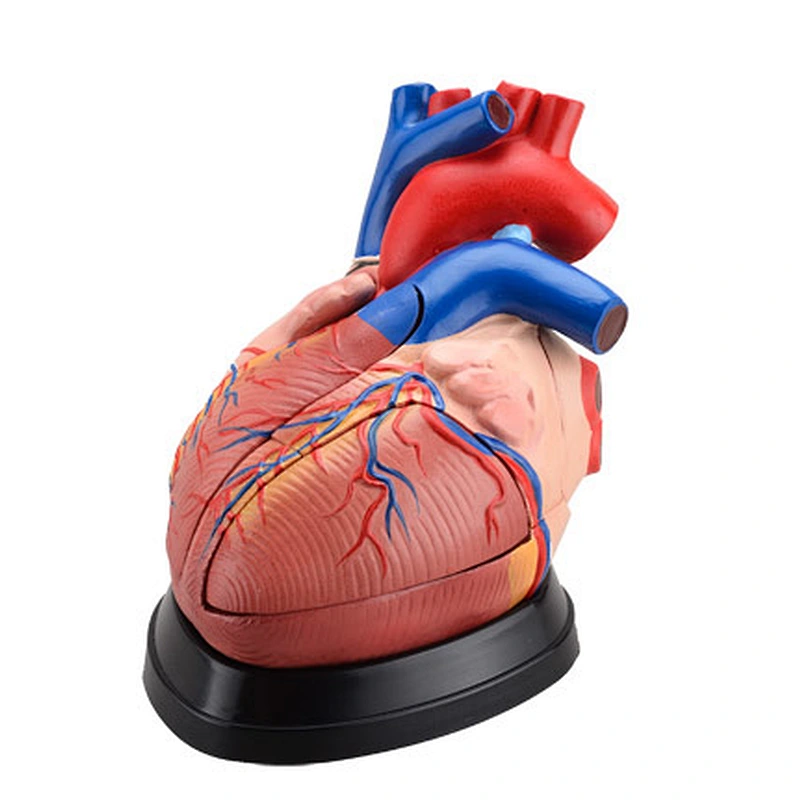Heart Model  3 times enlarged