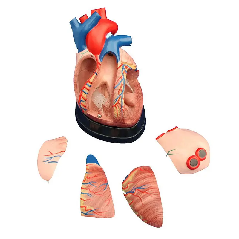Heart Model  3 times enlarged