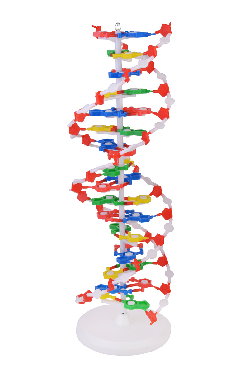 DNA Model Double Helix 3D Model