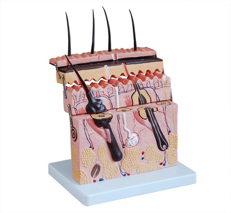 Skin section model enlarged 70 times - 4 Parts