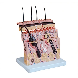 Skin section model enlarged 70 times - 4 Parts