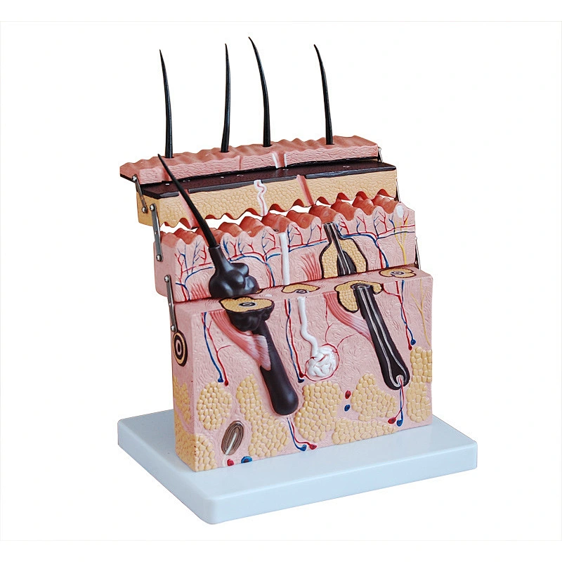 Skin section model enlarged 70 times - 4 Parts