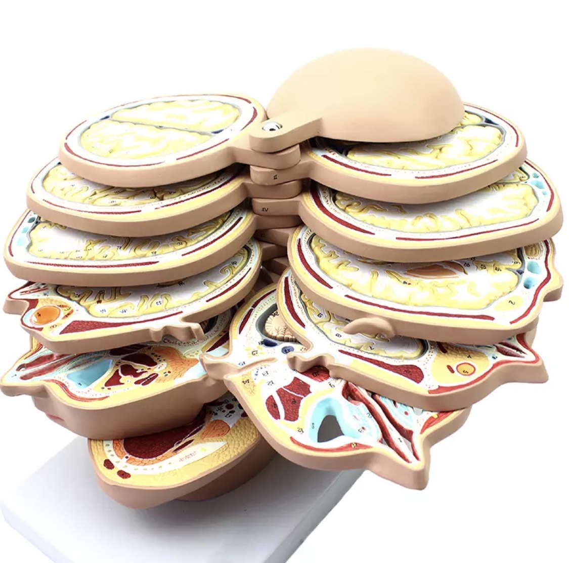 Human Head and Brain Cross-Section Model