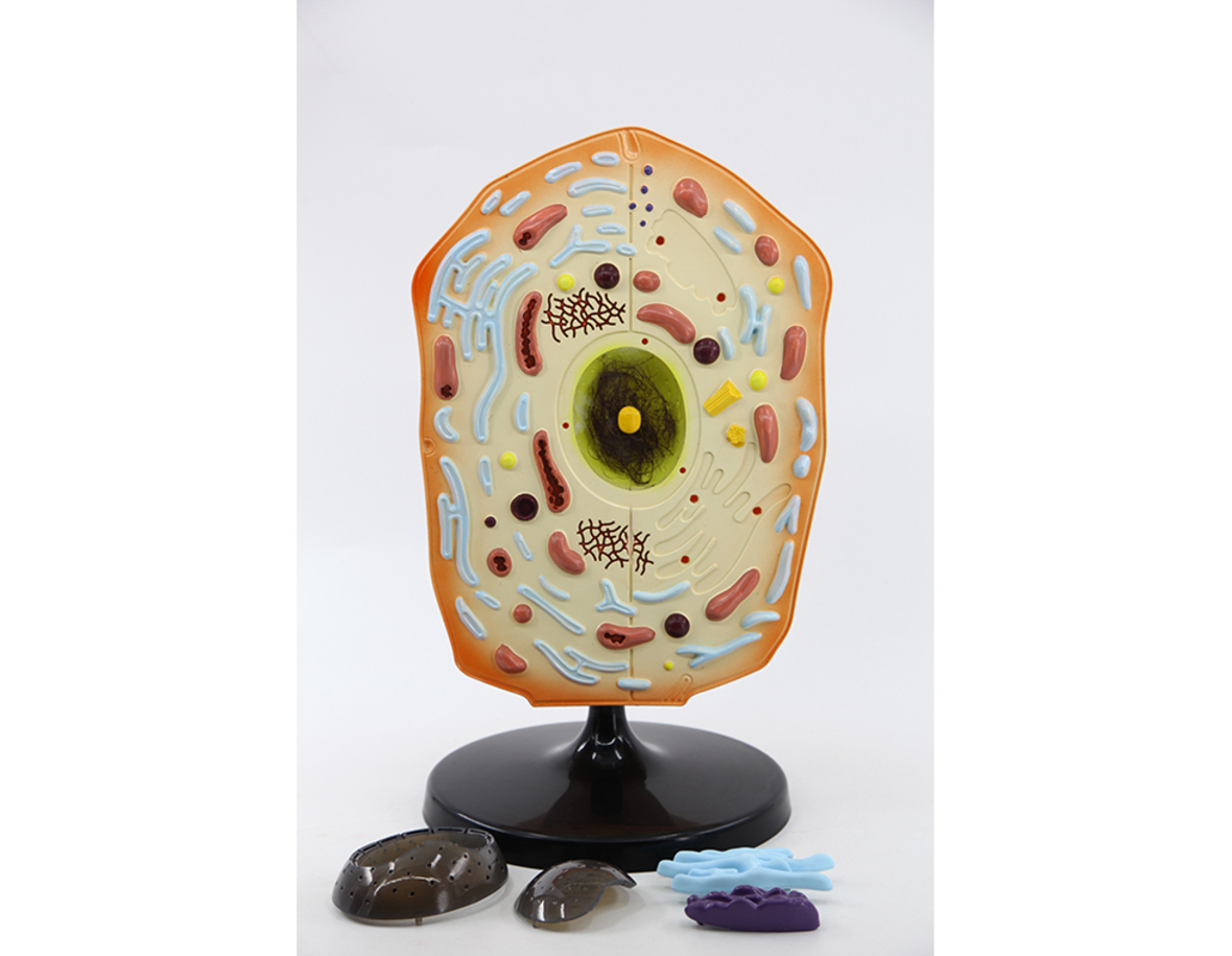 Animal Cell Model