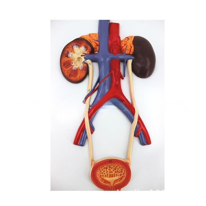 Urinary organs - kidney with bladder model