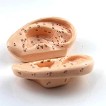 Acupuncture Model,Anatomical Model,Teaching Model,Acupuncture ear model,acupuncture model english,body model,chinese acupuncture points,human acupuncture model,hand foot ear point model,head points medical,education model,acupoint model,head and neck