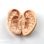 Acupuncture Model,Anatomical Model,Teaching Model,Acupuncture ear model,acupuncture model english,body model,chinese acupuncture points,human acupuncture model,hand foot ear point model,head points medical,education model,acupoint model,head and neck