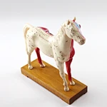 Acupuncture Model,Anatomical Model,Animal Model,Acupuncture Animal Model,Medical animal model,Horse Model,Horse Anatomy, Teaching Model,Dog Cow Animal Skeleton,Acupuncture ear model,acupuncture model english