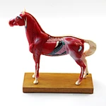 Acupuncture Model,Anatomical Model,Animal Model,Acupuncture Animal Model,Medical animal model,Horse Model,Horse Anatomy, Teaching Model,Dog Cow Animal Skeleton,Acupuncture ear model,acupuncture model english