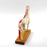 Acupuncture Model,Anatomical Model,Animal Model,Acupuncture Animal Model,Medical animal model,Horse Model,Horse Anatomy, Teaching Model,Dog Cow Animal Skeleton,Acupuncture ear model,acupuncture model english