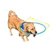 Crash-tested pet harness