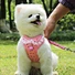 Dog Traction Rope Breathable Mesh Harness Leash Set