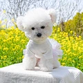 Dog Birthday Clothes
