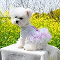 Dog Birthday Clothes