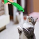 Rubber Dental Care Catnip Toothbrushes Cat Toys