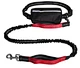 dog on a leash