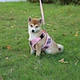 Reversible Lovable Dog Harness