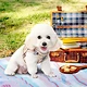 Reversible Lovable Dog Harness