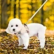Reversible Lovable Dog Harness